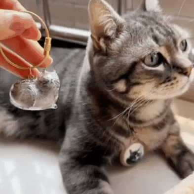 猫の思い出カプセル